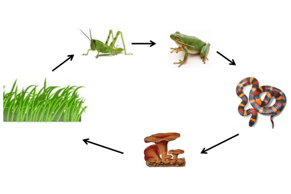 Detail Gambar Ekosistem Jaringan Kebun Nomer 8