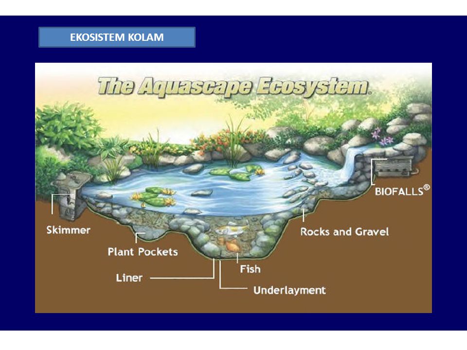 Detail Gambar Ekosistem Laut Gambar Ekosistem Kolam Nomer 41