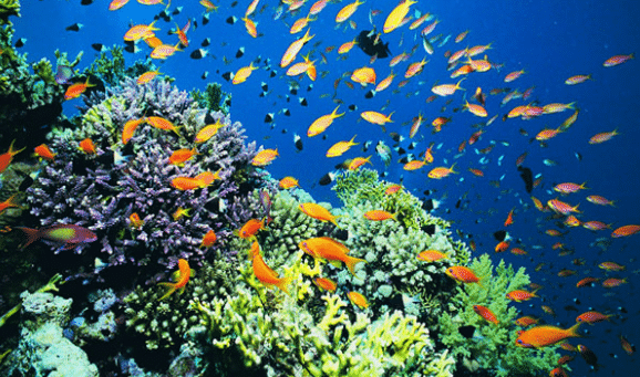Detail Gambar Ekosistem Laut Gambar Ekosistem Laus Nomer 10