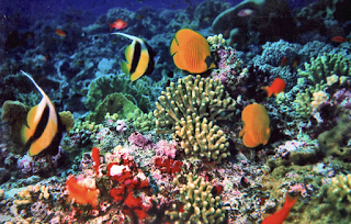Detail Gambar Ekosistem Laut Gambar Ekosistem Laus Nomer 8
