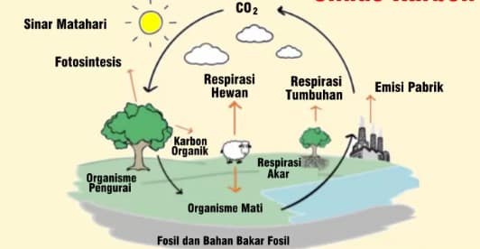 Detail Gambar Ekosistem Laut Sket Ekosistem Lautpada Saat Musim Kemarau Nomer 14