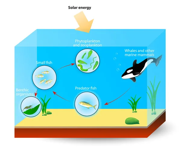 Detail Gambar Ekosistem Laut Sket Pemandangan Bawah Laut Nomer 24