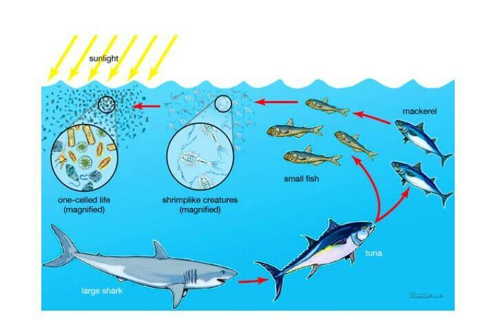 Detail Gambar Ekosistem Pantai Nomer 29