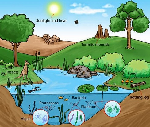 Detail Gambar Ekosistem Perairan Nomer 10