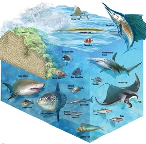 Detail Gambar Ekosistem Perairan Nomer 18