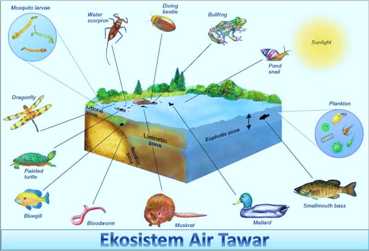 Detail Gambar Ekosistem Perairan Nomer 20