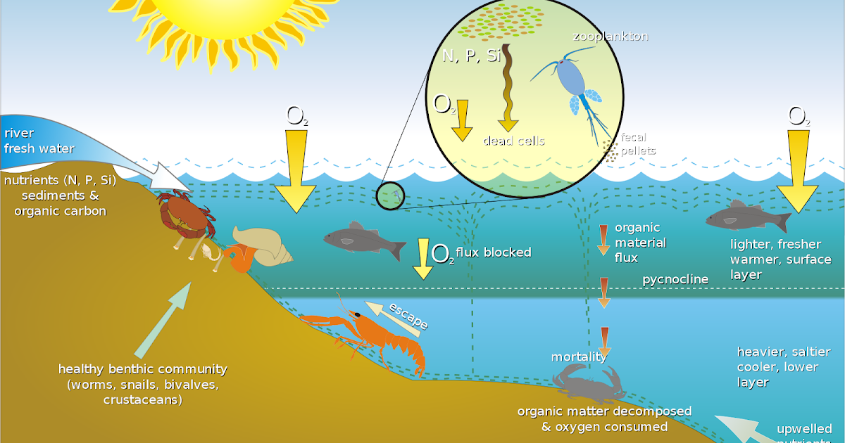 Detail Gambar Ekosistem Perairan Nomer 31