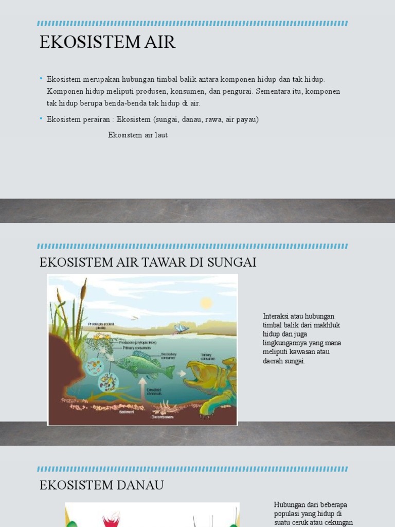 Detail Gambar Ekosistem Perairan Nomer 44