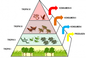 Detail Gambar Ekosistem Sawah Nomer 20