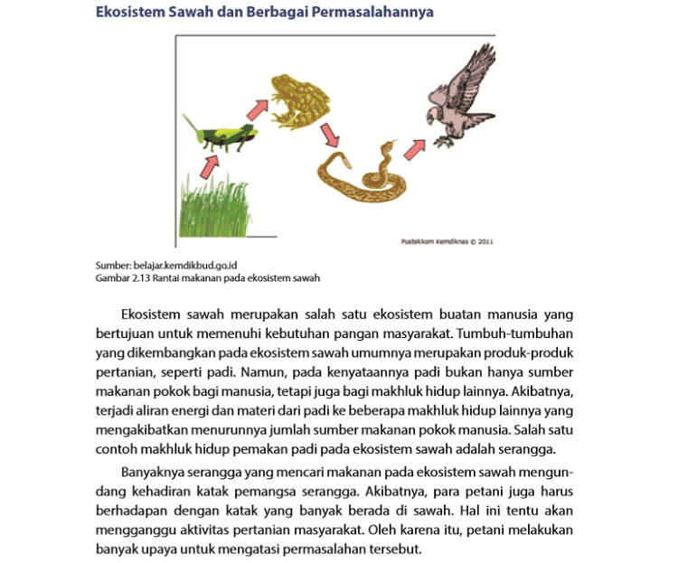 Detail Gambar Ekosistem Sawah Nomer 22