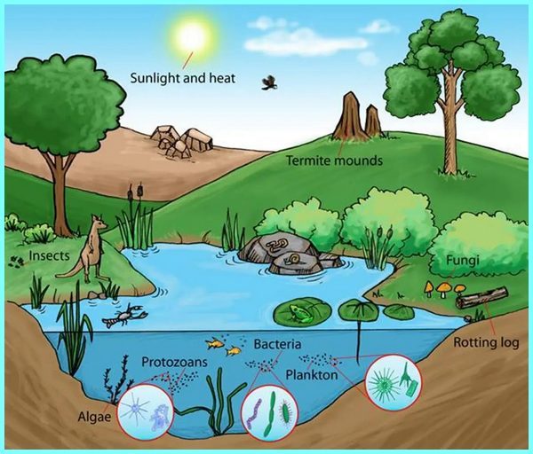 Detail Gambar Ekosistem Sawah Nomer 28