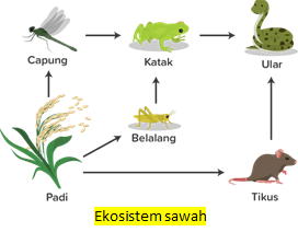 Detail Gambar Ekosistem Sawah Nomer 37