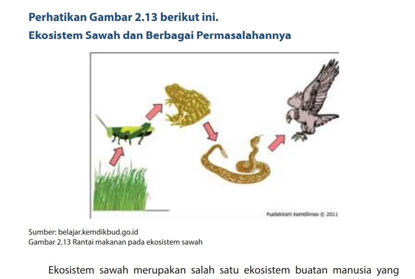 Detail Gambar Ekosistem Sawah Nomer 38