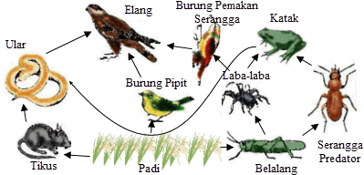 Detail Gambar Ekosistem Sawah Nomer 52