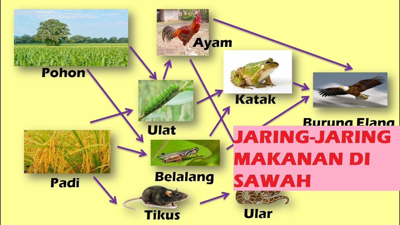 Detail Gambar Ekosistem Sawah Nomer 53