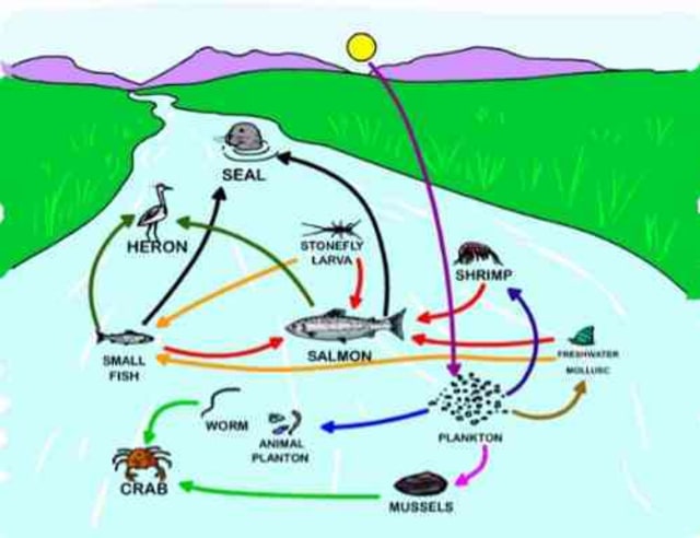 Gambar Ekosistem Sungai - KibrisPDR