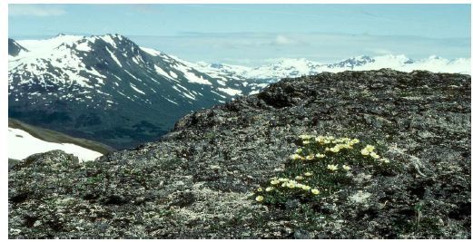 Detail Gambar Ekosistem Tundra Nomer 38