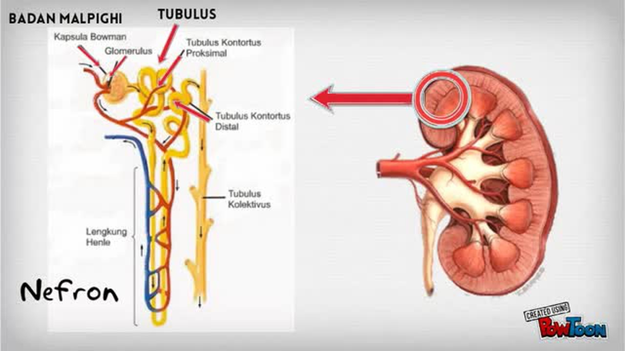 Detail Gambar Ekskresi Ginjal Nomer 22