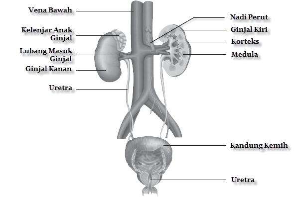 Detail Gambar Ekskresi Ginjal Nomer 41