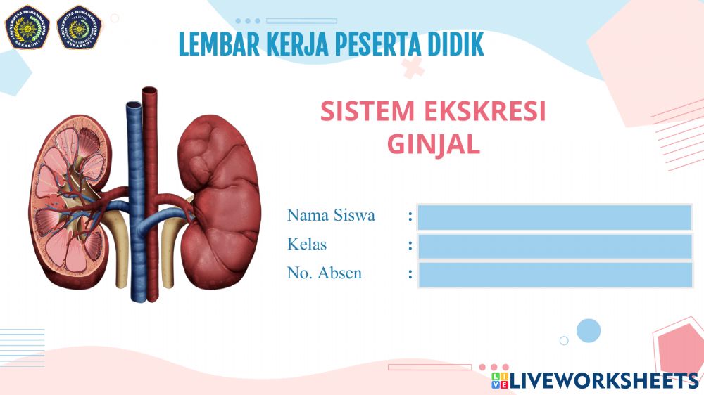 Detail Gambar Ekskresi Ginjal Nomer 54