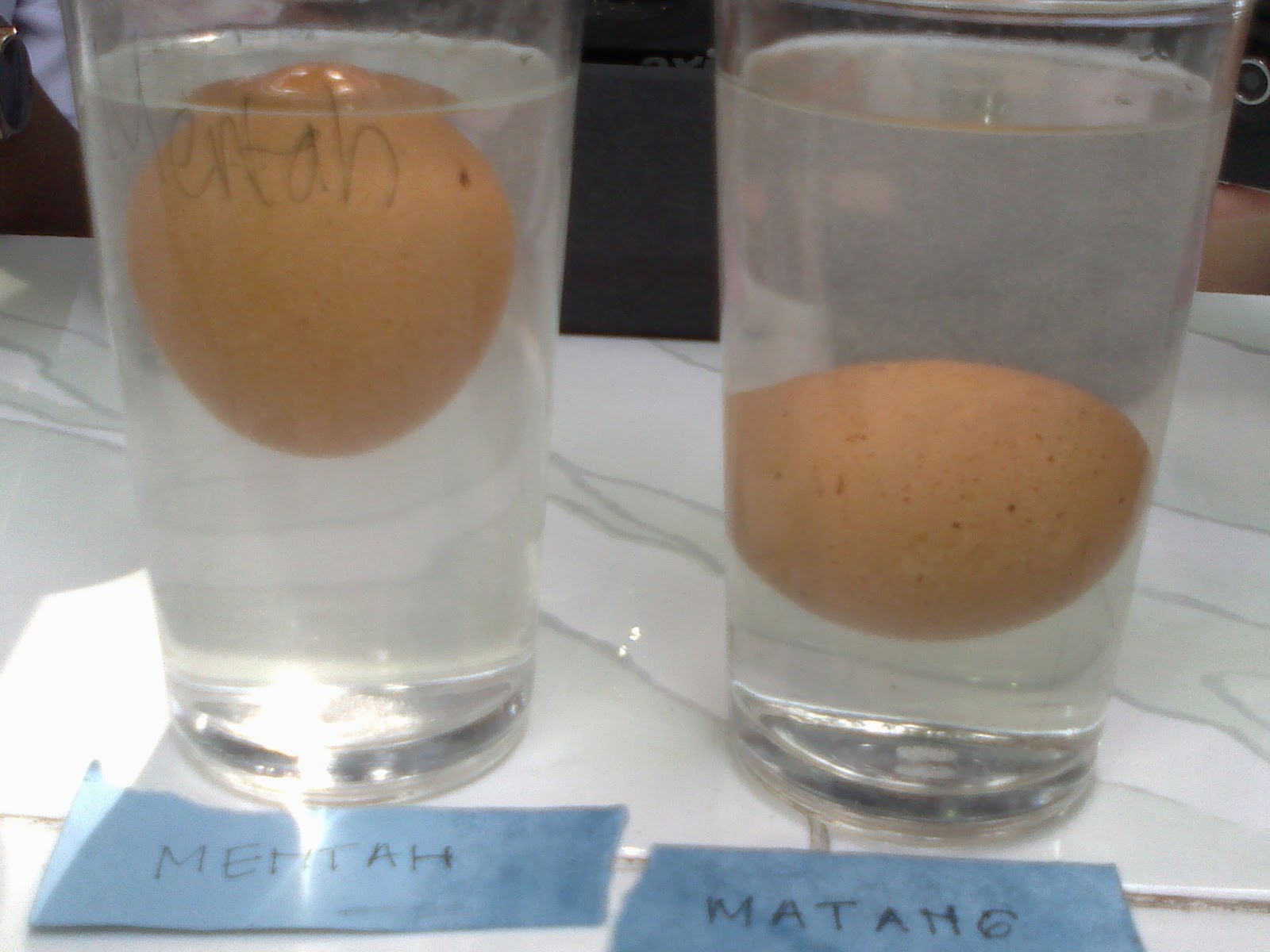 Detail Gambar Eksperimen Telur Mengapung Nomer 11