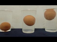 Detail Gambar Eksperimen Telur Mengapung Nomer 19