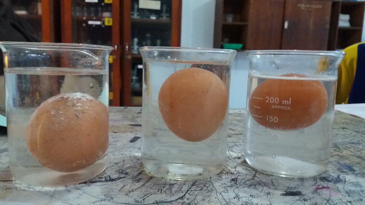 Detail Gambar Eksperimen Telur Mengapung Nomer 23