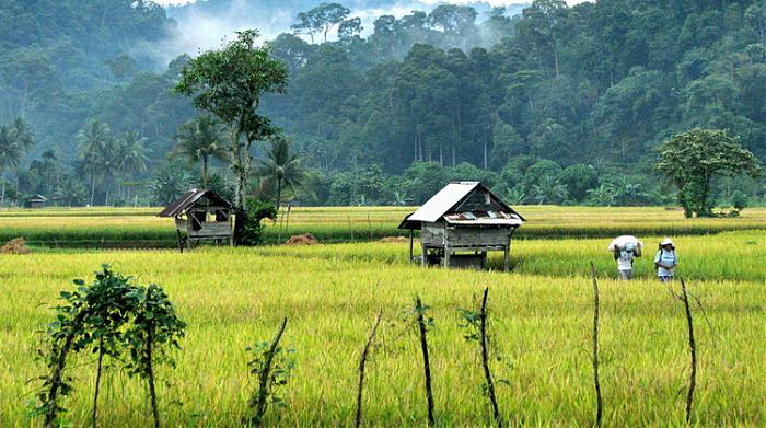 Detail Gambar Ekstensifikasi Pertanian Nomer 26