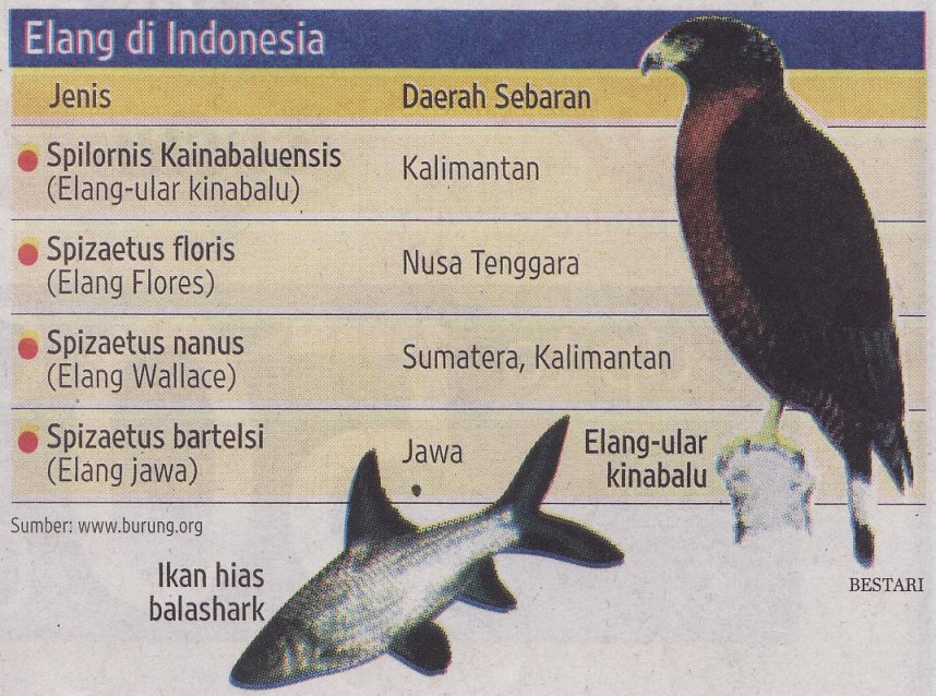 Detail Gambar Elang Gambar Ikan Nomer 50