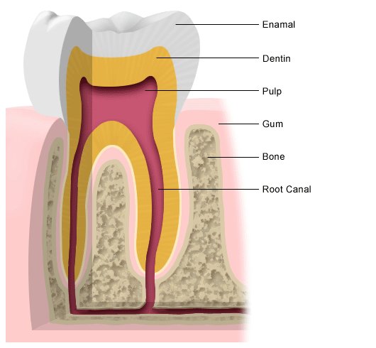 Detail Gambar Email Gigi Nomer 25