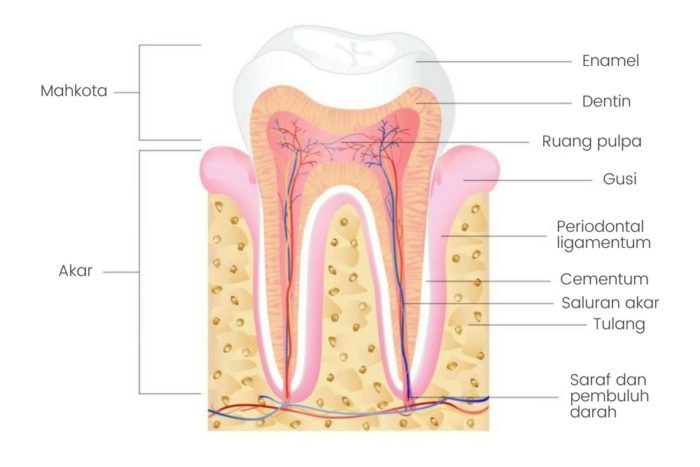 Detail Gambar Email Gigi Nomer 46