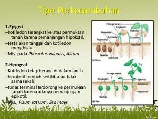 Detail Gambar Embriologi Pada Tumbuhan Nomer 12