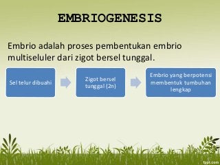 Detail Gambar Embriologi Pada Tumbuhan Nomer 15