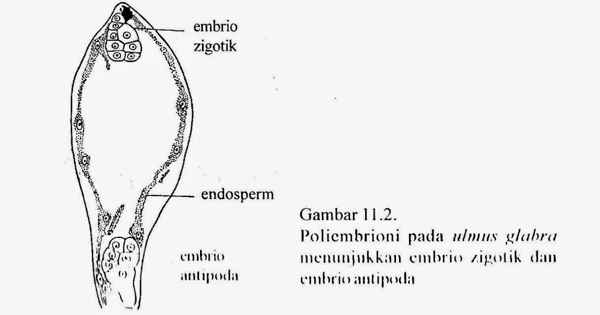 Detail Gambar Embriologi Pada Tumbuhan Nomer 19