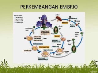 Detail Gambar Embriologi Pada Tumbuhan Nomer 3