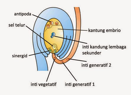 Detail Gambar Embriologi Pada Tumbuhan Nomer 28