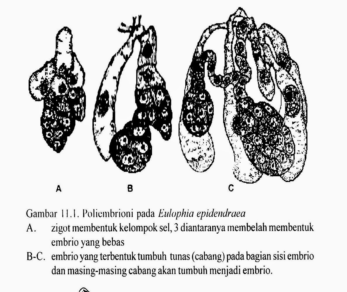 Detail Gambar Embriologi Pada Tumbuhan Nomer 29