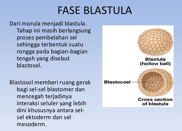 Detail Gambar Embriologi Pada Tumbuhan Nomer 31