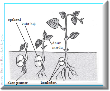 Detail Gambar Embriologi Pada Tumbuhan Nomer 5