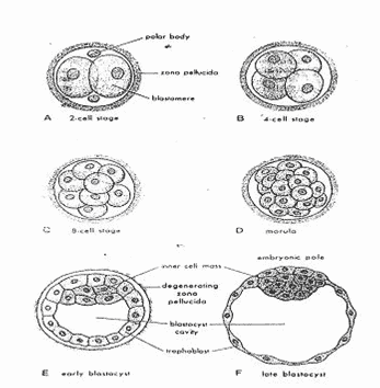 Detail Gambar Embriologi Pada Tumbuhan Nomer 37