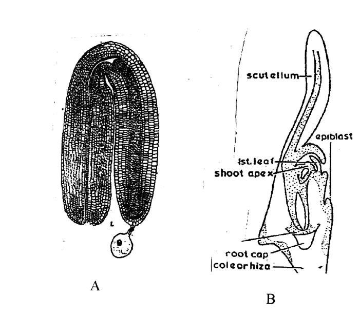 Detail Gambar Embriologi Pada Tumbuhan Nomer 46