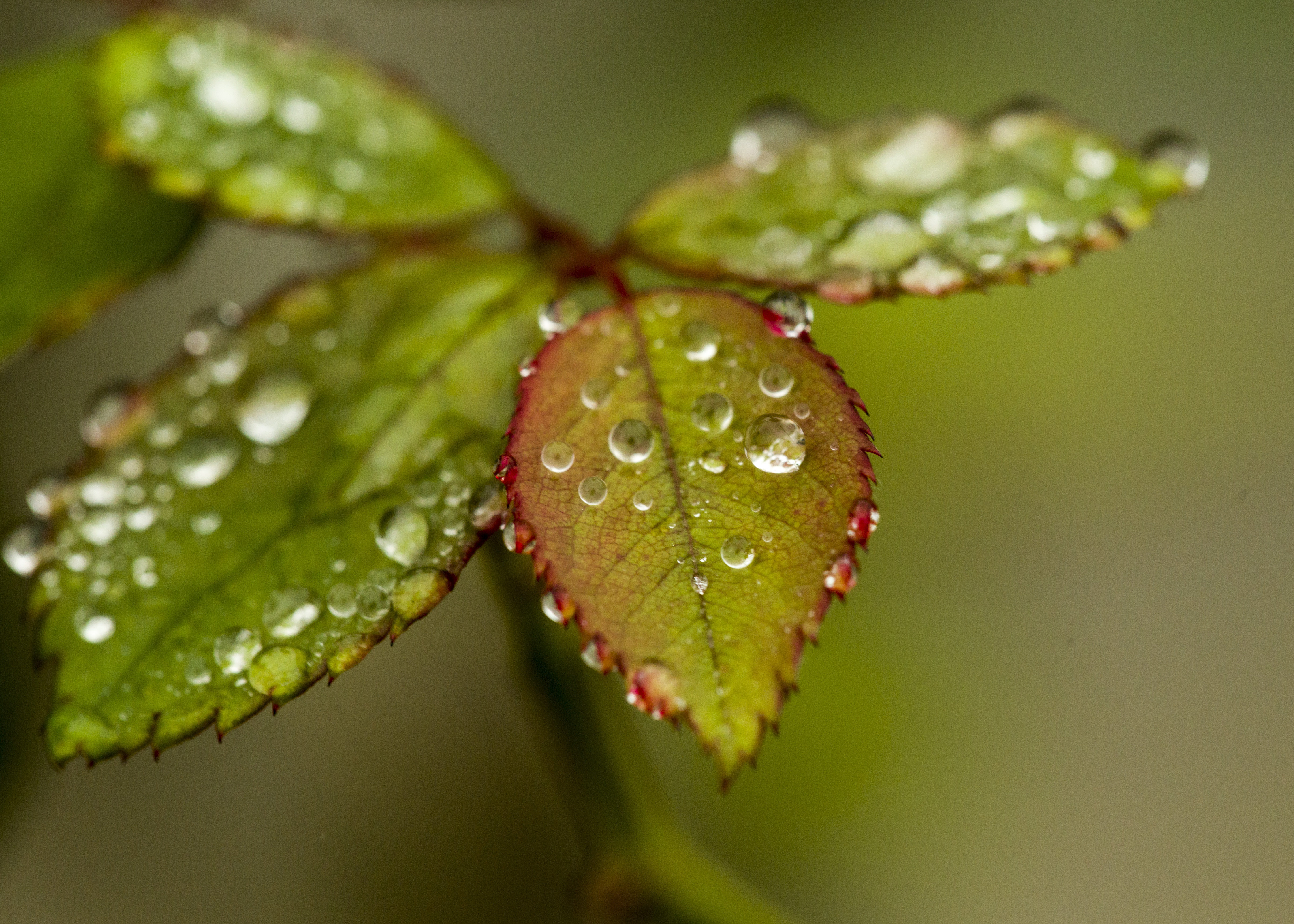 Detail Gambar Embun Di Daun Nomer 18