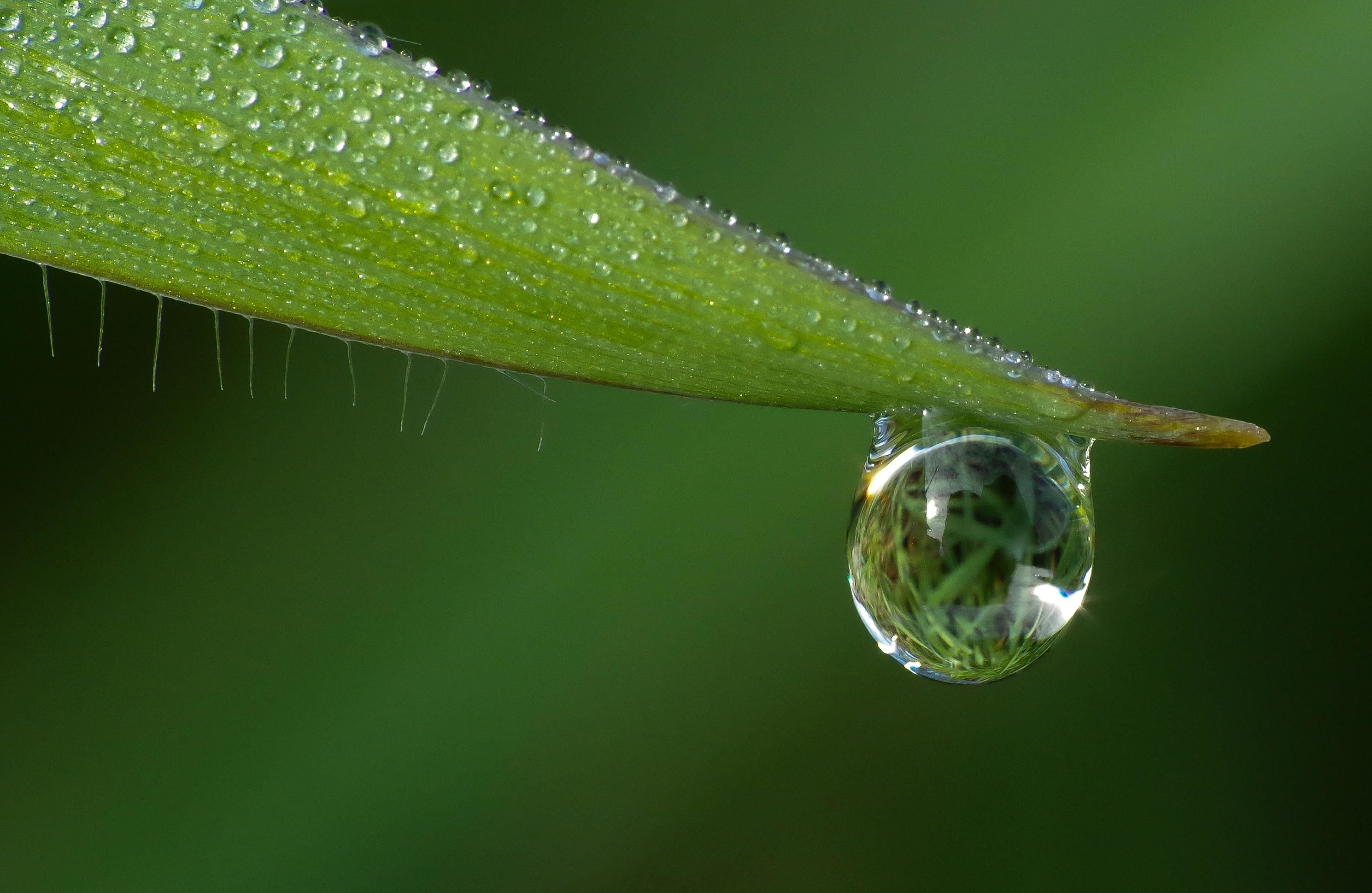 Detail Gambar Embun Di Daun Nomer 25