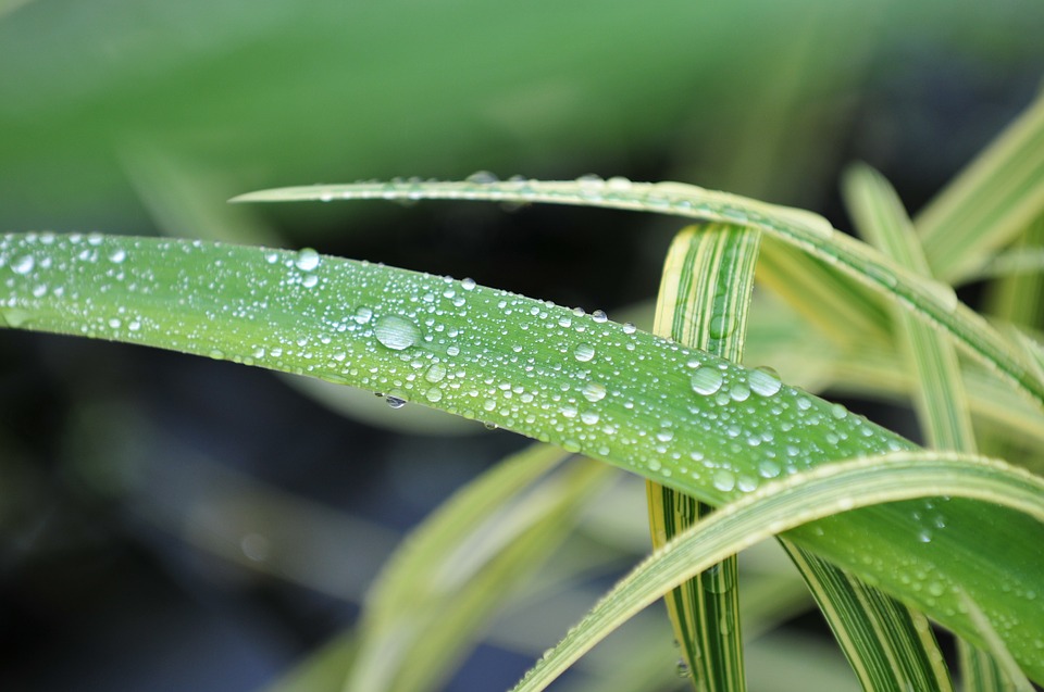 Detail Gambar Embun Di Daun Nomer 30