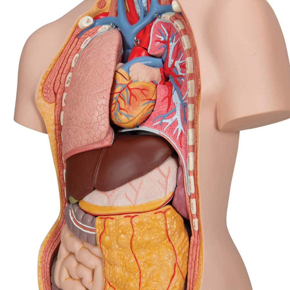 Detail Anatomie Brustkorb Organe Frau Nomer 8