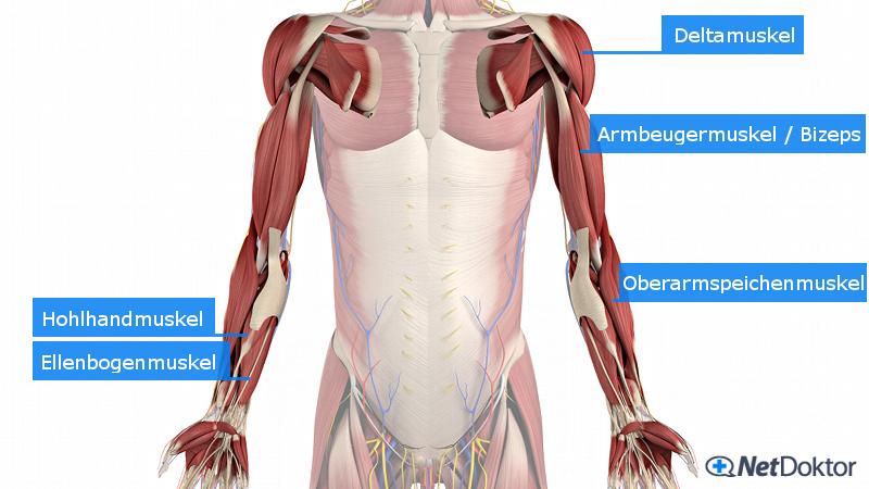 Detail Anatomie Brustkorb Organe Frau Nomer 13