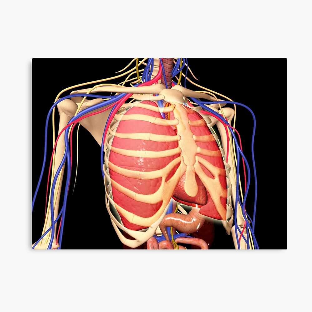 Detail Anatomie Brustkorb Organe Frau Nomer 5