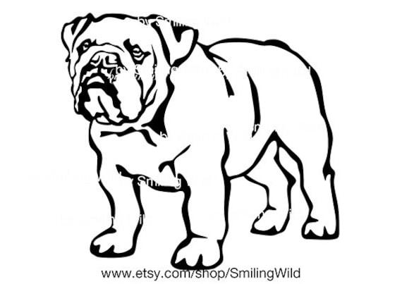 Detail Australische Bulldogge Nomer 3