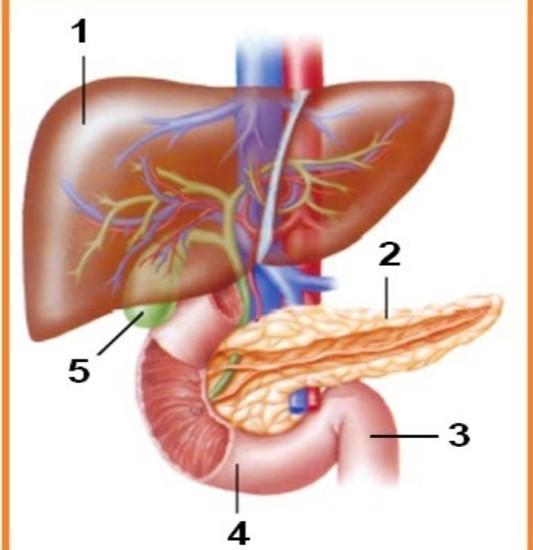 Detail Gambar Enzim Lipase Nomer 14