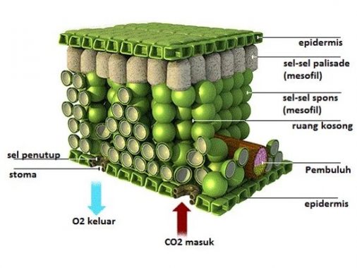 Detail Gambar Epidermis Tumbuhan Nomer 14